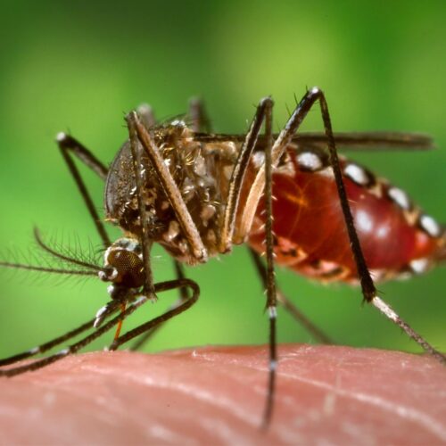 zika സിക്കാ വൈറസ്:അറിയേണ്ടതെല്ലാം