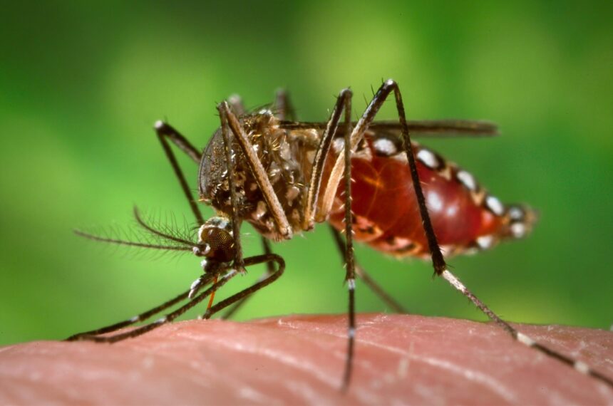 zika സിക്കാ വൈറസ്:അറിയേണ്ടതെല്ലാം
